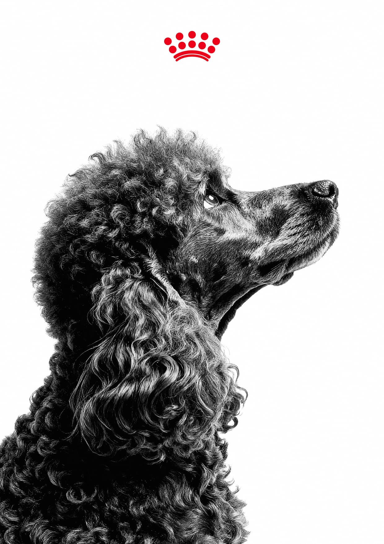 Authentication background